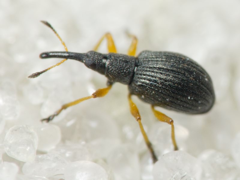 Protapion fulvipes (Geoffroy, 1785)